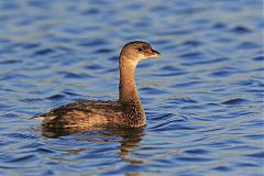 Pied-billed Grebe